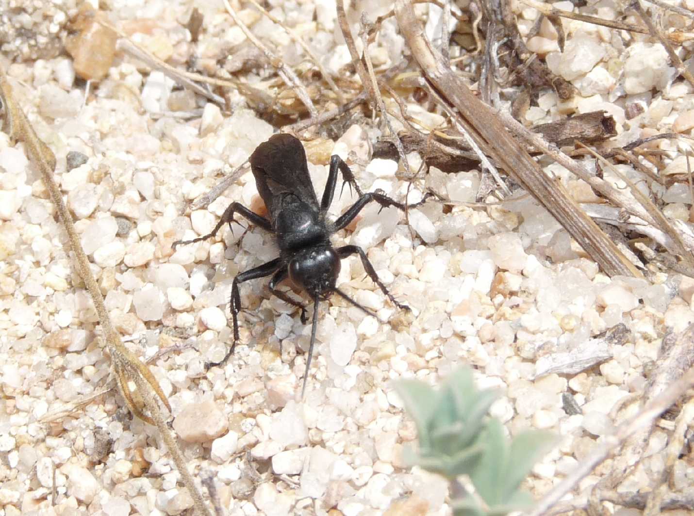 Pompilidae nero